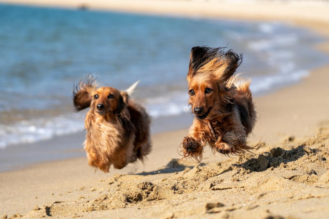 Férias e viagens exigem cuidados com os pets