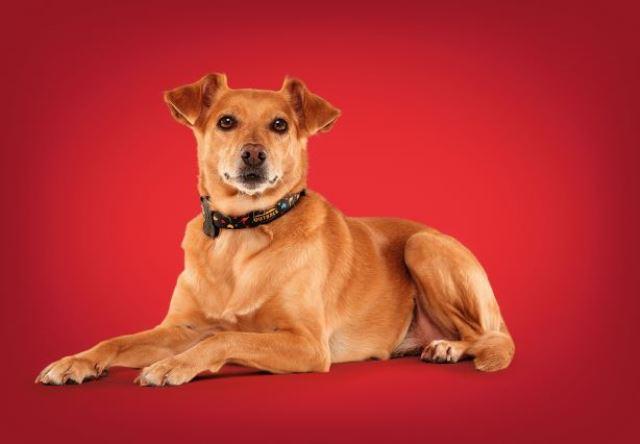 Dia do Amigo: Outback presenteia o 'melhor amigo canino' com coleira exclusiva MeuAuAu em ação especial