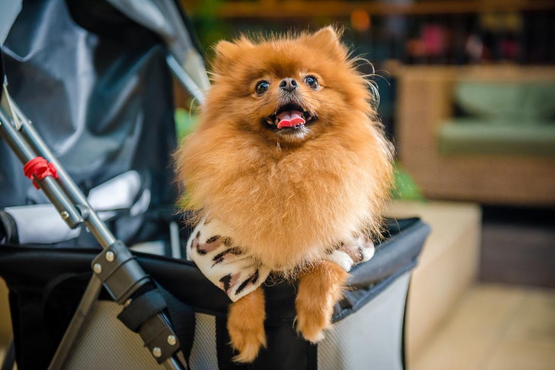Com pet center recém-inaugurado, Shopping Curitiba se consolida cada vez mais como referência pet friendly