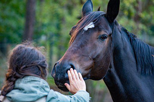 Serviço veterinário atende grandes animais na área rural