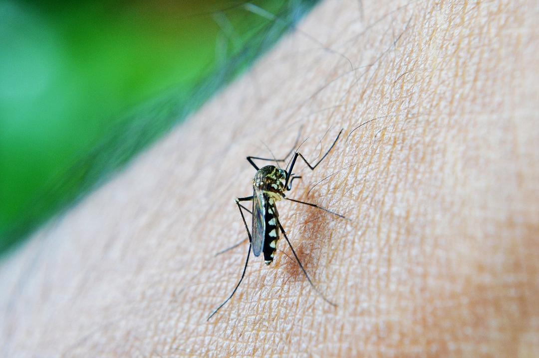 Doença transmitida pelo mosquito da Dengue pode ser fatal para os cães; conheça os sintomas