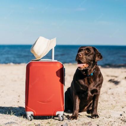 Viagem de férias com o meu pet: o que devo fazer? 