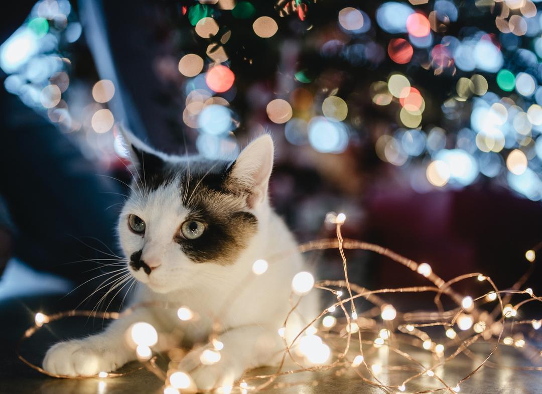 Cuidados com a decoração de Natal para evitar acidentes com os pets