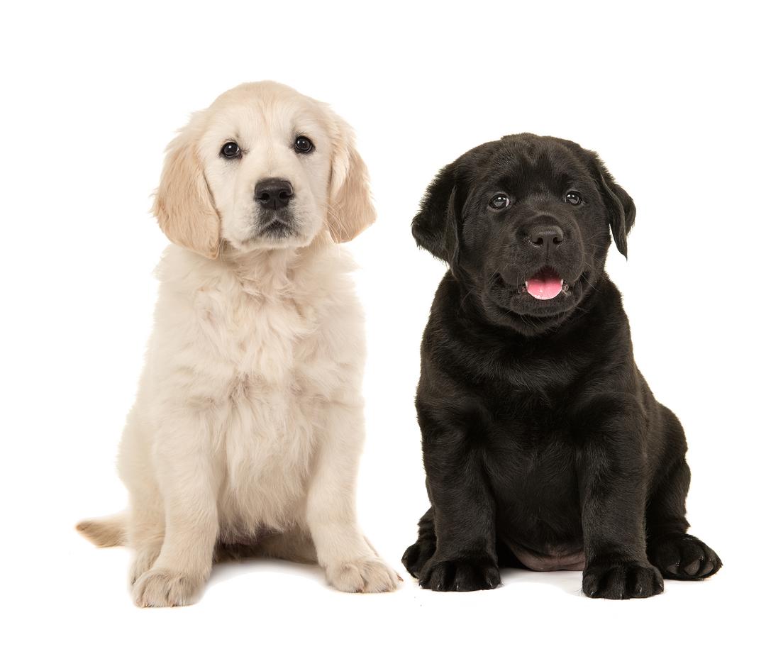 Cães das raças Golden Retriever e Labrador ganham evento especial neste domingo (17)