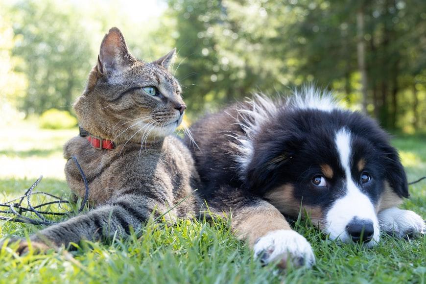 Visão: cães e gatos enxergam 7 vezes melhor que os humanos