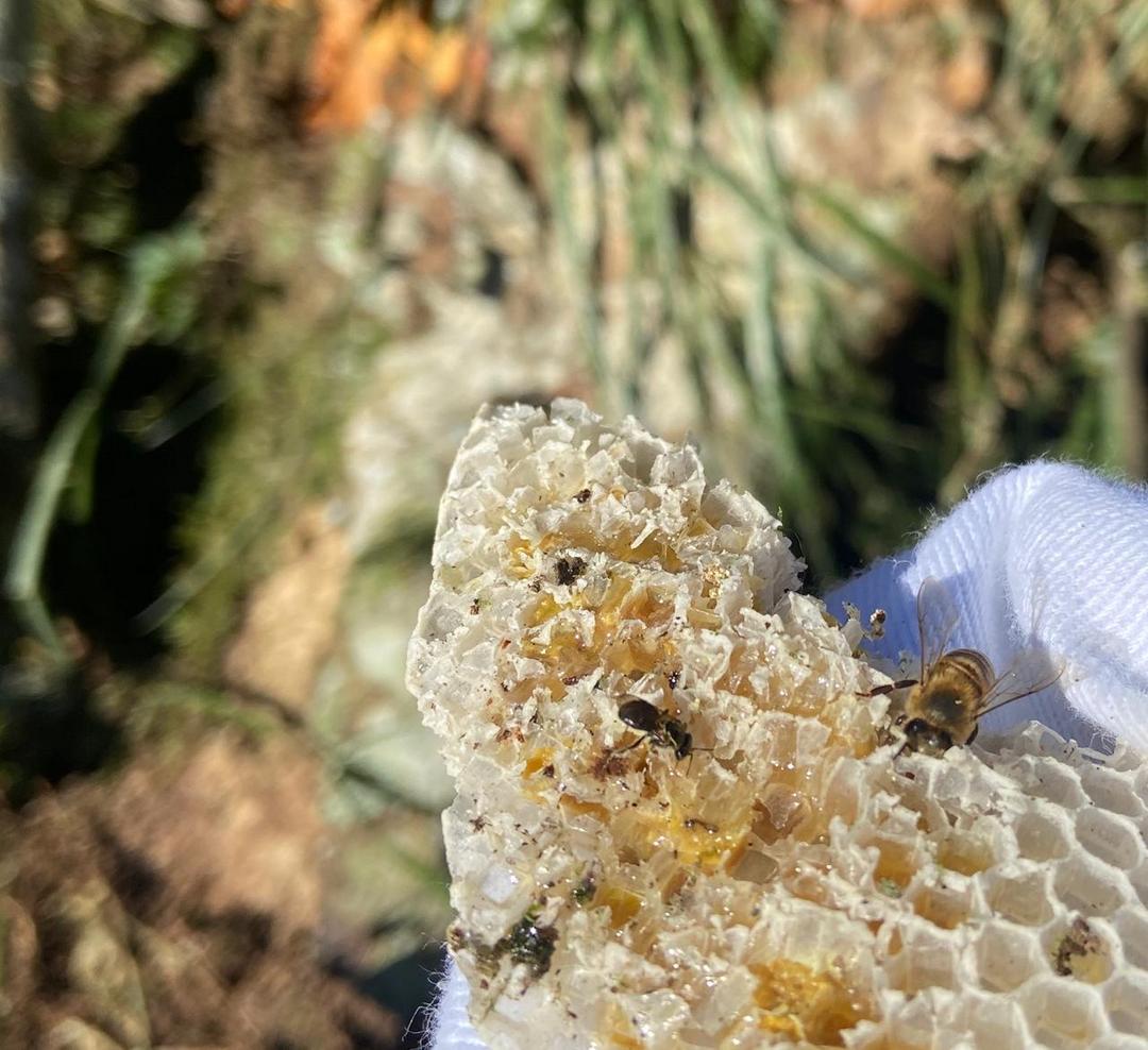 Ação promove o resgate de abelhas no Paraná e estimula o trabalho de pequenos apicultores